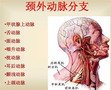 外頸動脈分支口訣|外頸動脈